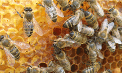 В Пермском крае разрабатывают франшизу по пчеловодству